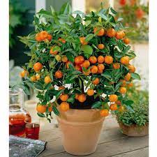 It has a round shape and regular branches, whose flowers are called orange blossoms and its fruit, orange fruit. How To Grow Orange Trees In Pots Plant Instructions
