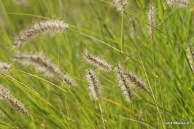 Image result for Afrosolen setifolius