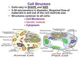 The golgi apparatus of both higher plant and animal cells sorts and packages macromolecules which are in transit to and from the cell surface and to the lysosome (vacuole). Cell Structures Organelles Cell Structure Cells Vary In Shape And Size 5 50 Micrometers In Diameter Required Flow Of Materials In And Out Of The Cell Ppt Download