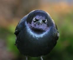 Birds That Start With I What Starts With P And Ends With Orn Popcorn Pervert Angry Animals Funny Bird Pictures Animals
