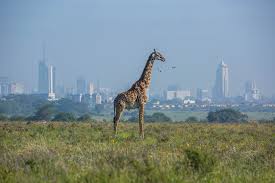 It has the indian ocean to its east and lake victoria to its west. Kenya Rebelgroup