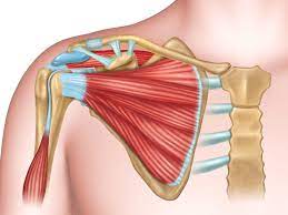Start studying shoulder anatomy diagram. Anatomy Of The Human Shoulder Joint