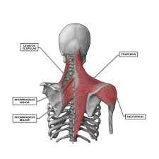 Long bone(s) positioned in an approximately horizontal orientation between the base of the neck and the shoulders. Crossfit Shoulder Muscles Part 2 Posterior Musculature