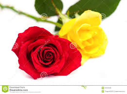 Here you can find the best yellow roses wallpapers uploaded by our community. Yellow Red Rose Images Download