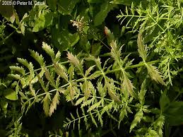 Image result for Berula erecta