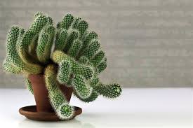If you notice that your cactus has discolored, dry, or drooping leaves or segments, there are a number of possibilities for what could be bothering it. Cactus Plant Facts That Are Simply Quite Fascinating Gardenerdy