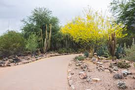 Due to the heat there were not of people touring the gardens. Visiting The Desert Botanical Garden In Phoenix
