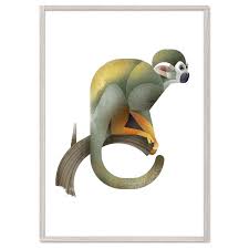Squirrel Monkey Monkey Illustration Monkey Art Animal Illustration