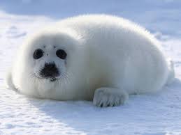 8 757 Baby Seal Stock Photos Pictures Royalty Free Images Istock