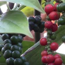 A new blocky bell pepper that matures from green to yellow. Black Pepper Plant Piper Nigrum 2 5 Pot Black Pepper Plants For Sale
