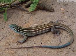 Arizona Lizard Black And White Tail Desert Grassland Whiptail Aspidoscelis Uniparens Reptiles Of Arizona Lizard Reptiles Animal Pictures