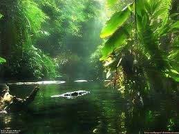 Image result for brasilia jungle
