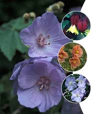 Image result for Abutilon
