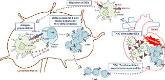 Often presents with prodromal symptoms. Frontiers Immunomodulatory Role Of Tenascin C In Myocarditis And Inflammatory Cardiomyopathy Immunology