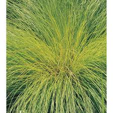 Image result for Sporobolus