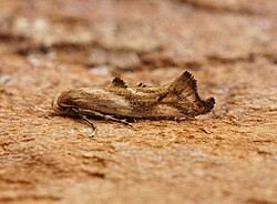 Image result for Lessertia falciformis