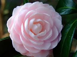 Camellia Winter S Rose Winter S Rose Camellia North Carolina Extension Gardener Plant Toolbox 4 6 Weeks In Nov And December 2 3 In 2020 Winter Rose Plants Rose