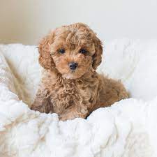 Schau dir angebote von ‪puppy puppies‬ auf ebay an. Cavapoochon Faqs What Makes Me A Great Pet Bluebell Pup Cavapoochon Puppies For Sale Cute Baby Puppies Puppies Cute Puppies
