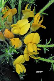 Image result for Ulex