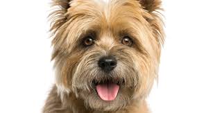 Image result for cairn teriér