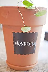 2.00 qt items are also great for bordering walkways, filling flower beds, creating borders or planting in your own container combos. The Friday Foodie Nasturtium Salad Celebrate Creativity