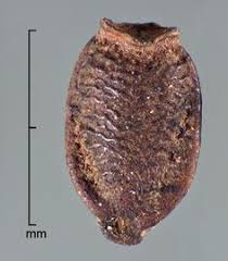 Image result for Arctotheca