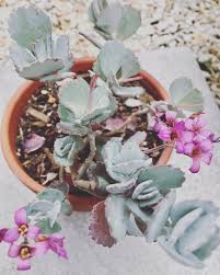 Kalanchoe Pumila Suculentas E Cactos Succulents Planting Succulents Succulents Garden