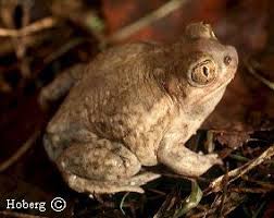 Image result for Dinophora spenneroides