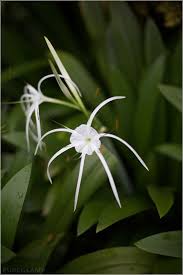 Fashion Blog Trifft Reise Blog Als Lifestyle Blogger Unterwegs Orchids Garden Singapore Garden Amazing Flowers
