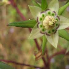 Image result for Swertia eminii