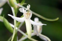 Die frage, ob orchideen für menschen giftig sind, lässt sich nicht eindeutig beantworten. Orchideen Im Schlafzimmer Halten K Eine Gute Idee