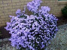 Image result for Felicia filifolia