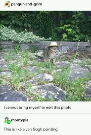 Jerry Pingas Adli Kullanicinin Z Magmopolis Panosundaki Pin Cats Vine