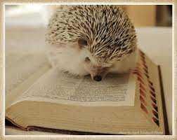 Adorable Animals Reading Books Cute Animals Animals Animal Book