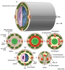 9 anatomical quadrants anatomical quadrants and regions anatomical quadrants of the abdomen anatomical quadrants dungeons and dragons lore. Handbook Introduction