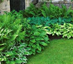 Starter Shade Collection Shade Garden Plants Shade Plants Shade Garden