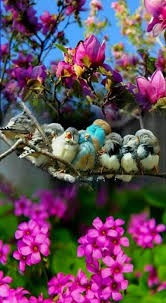 Simple Pleasures All In Bokeh Beautiful Birds Wild Birds Cute Birds