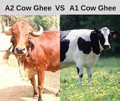 A2 Gir Cow Ghee Vs A1 Cow Ghee Shreeradhey