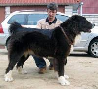 Average height of the mature dogs is between 28 and 37 inches at the withers for males, and between 26 and 31 inches for the females. Central Asian And Anatolian Shepherd Dogs Janedogs
