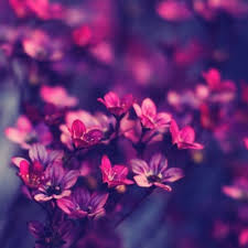10 New Cute Wallpapers For Laptop Full Screen Full Ipad Wallpaper Hd Flowers 100718 Hd Wallpaper Backgrounds Download Cute wallpapers, backgrounds, images 1366x768— best cute desktop wallpaper sort wallpapers by: cute wallpapers for laptop full screen