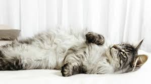 Prevent your furbaby from having unwanted kittens by spaying her early in life. Cat Pregnancy Everything You Need To Know Purina