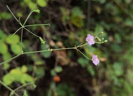 Image result for Commicarpus