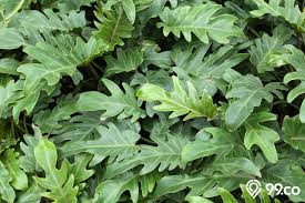 11 Jenis Tanaman Philodendron Yang Paling Digemari