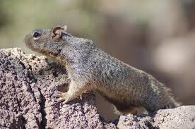 Pictures of arizona ground squirrels. Rock Squirrel Spermophilus Variegatus Natureworks