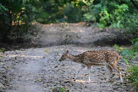Rådjur (capreolus capreolus) är ett litet hjortdjur som förekommer i europa och mindre asien.benämningen på en vuxen hane är bock.honan kallas för get eller rå, ungdjur under första året kallas kid eller killing, och getter som ännu inte fött kid kallas för smaldjur En Rod Rodflackig Hjort Som Korsar Vagen I Chitwan Nationalpark I Nepal Arkivfoto Bild Av Hjortar Parkera 165639808