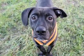 Adopt A Dog Minky A Crossbreed Dogs Trust Dog Adoption Dogs Dog Crossbreeds