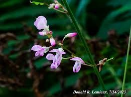 Image result for Hylodesmum