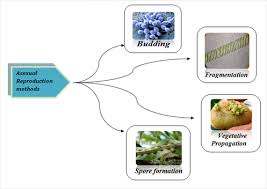 Reproduction Different Modes Of Plant Reproduction Byjus