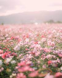 Find aesthetic flower wallpapers hd for desktop computer. Aesthetic Flower Computer Wallpaper Novocom Top