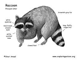 We did not find results for: Raccoon